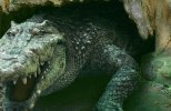 Крокодил на миллион долларов (2012)